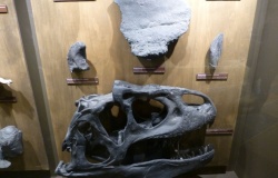 Muzeum Kreacjonistyczne